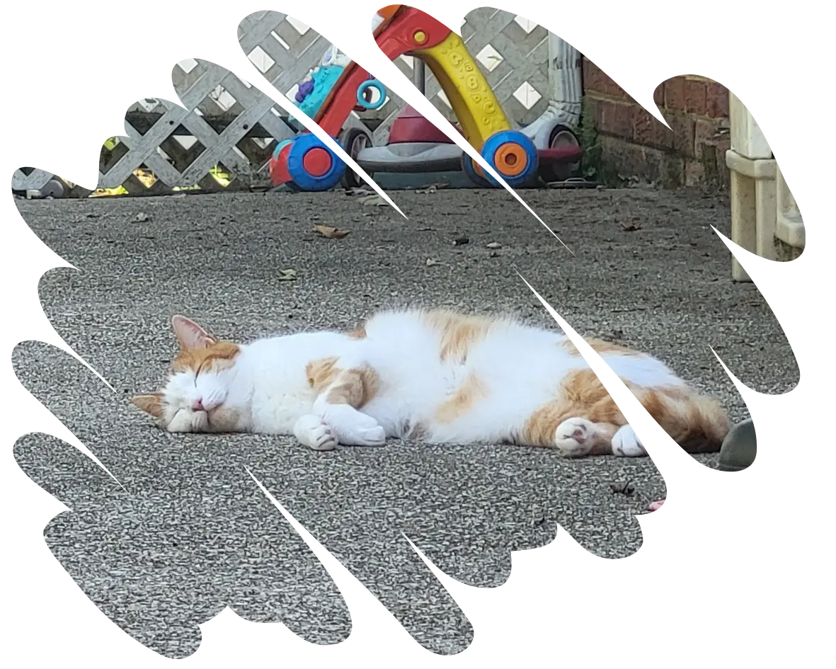 Picture of Koi the cat